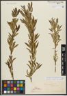 Foto von Salix triandra subsp. triandra L.